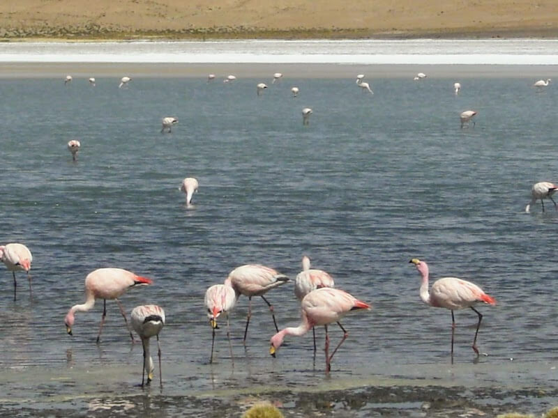 Flamingo inhabiting the Atacama Desert in Chile