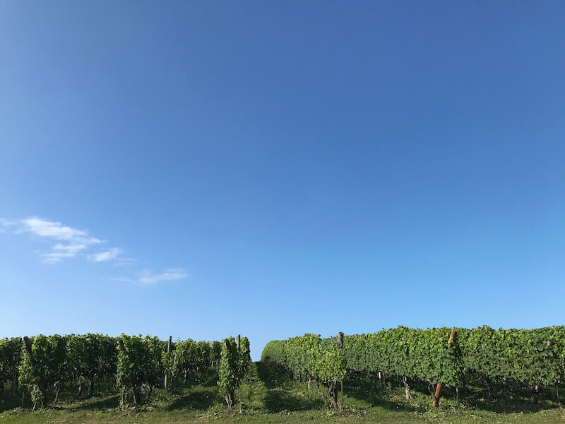 Wine fields in Yoichi, Hokkaido