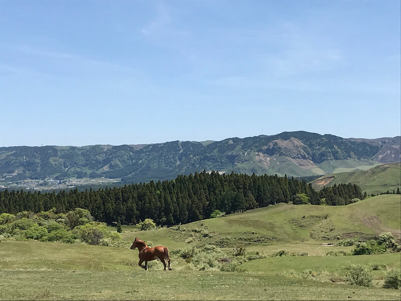 A horse running in the land of Aso in Kumamoto
