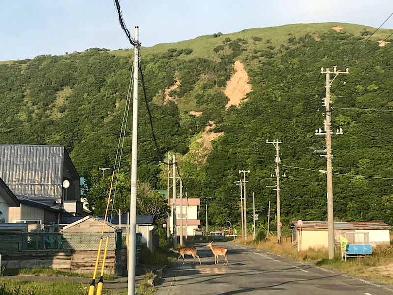 Deer in Wakkanai, Hokkaido