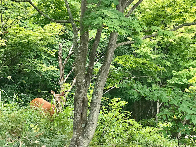 Deer inhabiting Lake Akan in Hokkaido