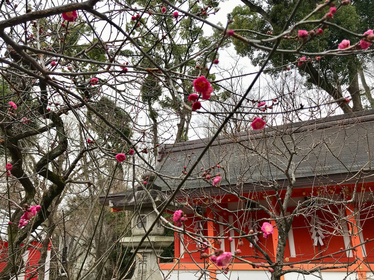 Plum blossoms at Kitano Tenmangu Shrine, Kyoto