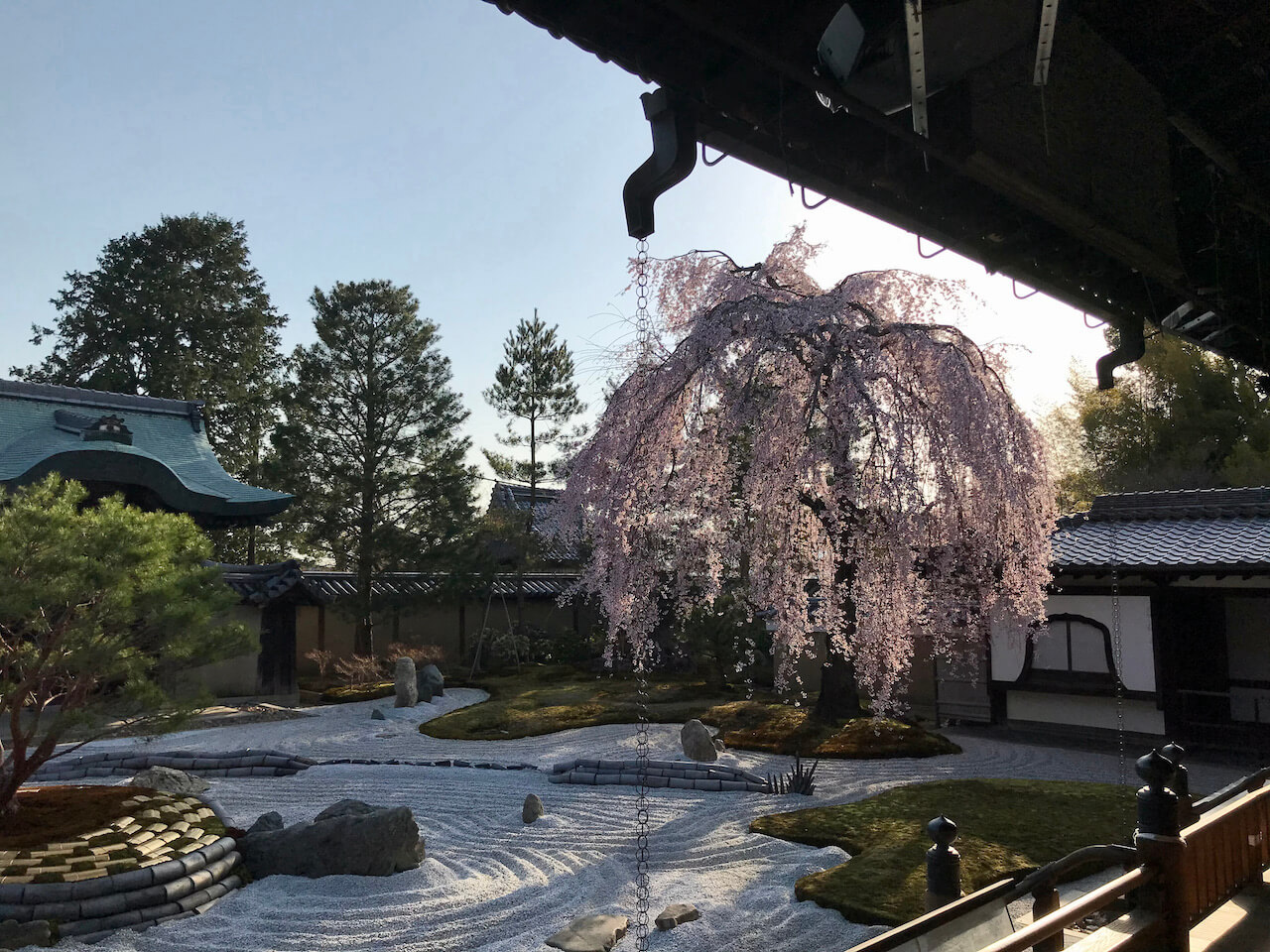 Weeping cherry tree at Kodaiji Temple in Kyoto