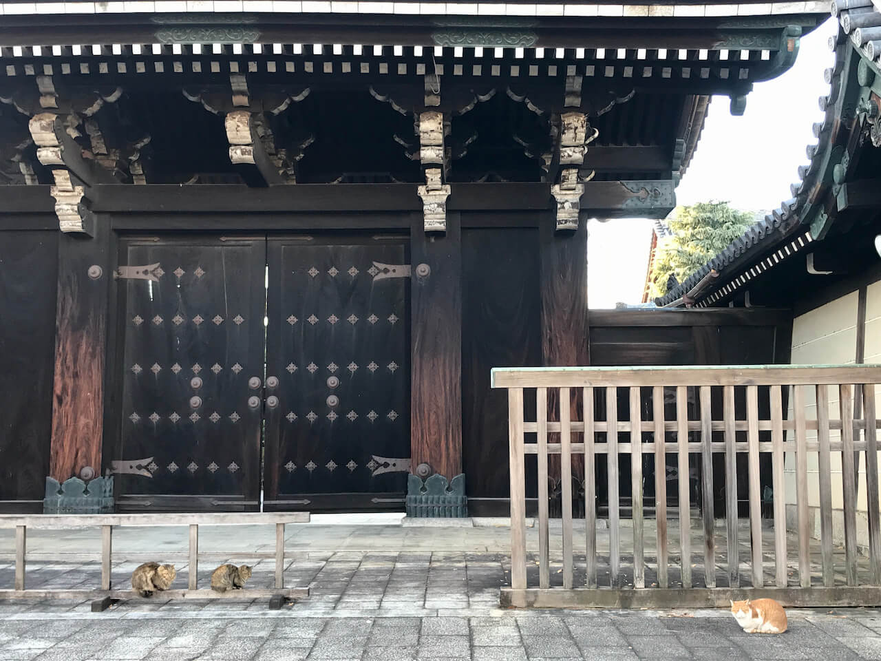 Cats at Higashi Honganji Temple in Kyoto