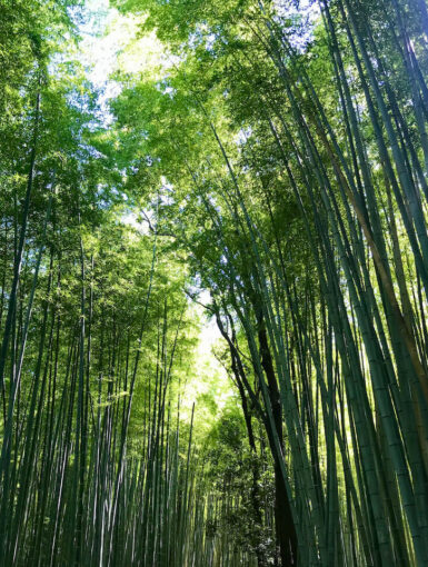 Bamboo grove in Sagano, Kyoto