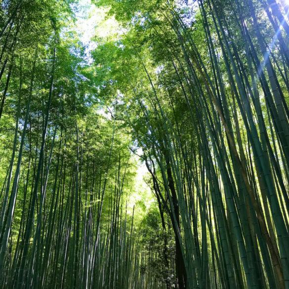 Bamboo grove in Sagano, Kyoto